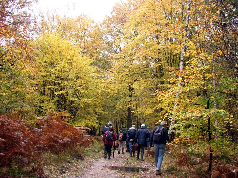 Champignons Le Mesle 07